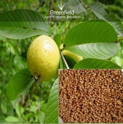     			Giant Thailand guava 200 seeds