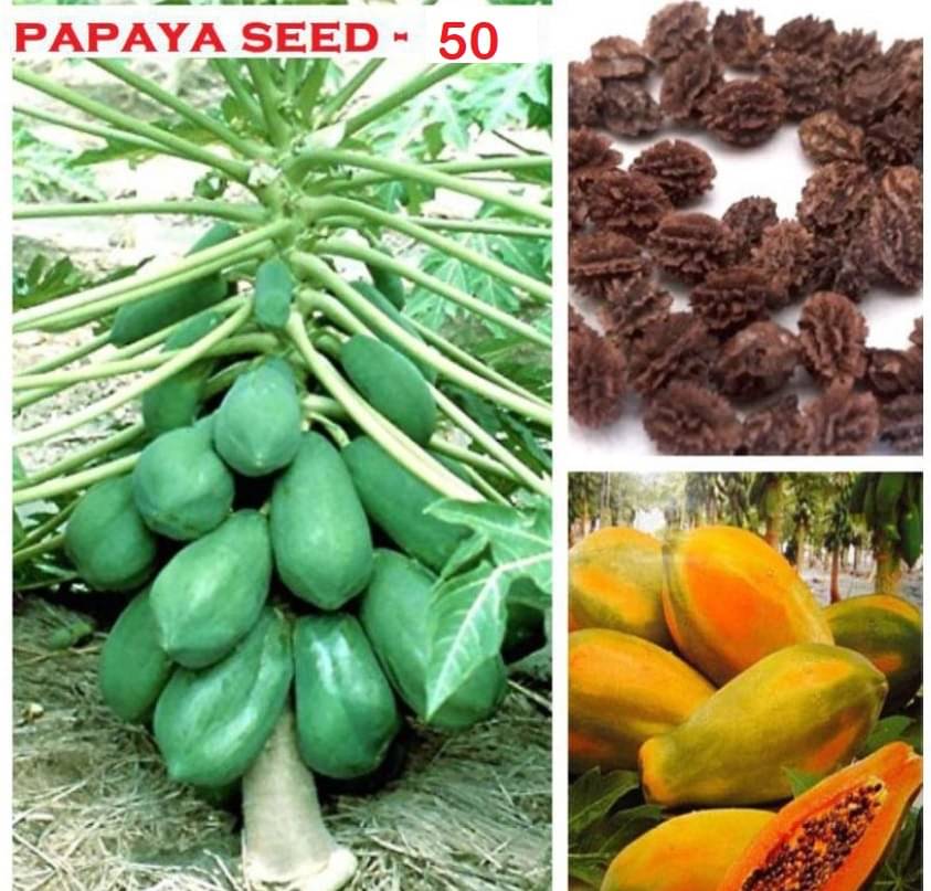     			Papaya, Papita Honey Dew Fruit | Pack of 50 Seeds + Instruction Manual
