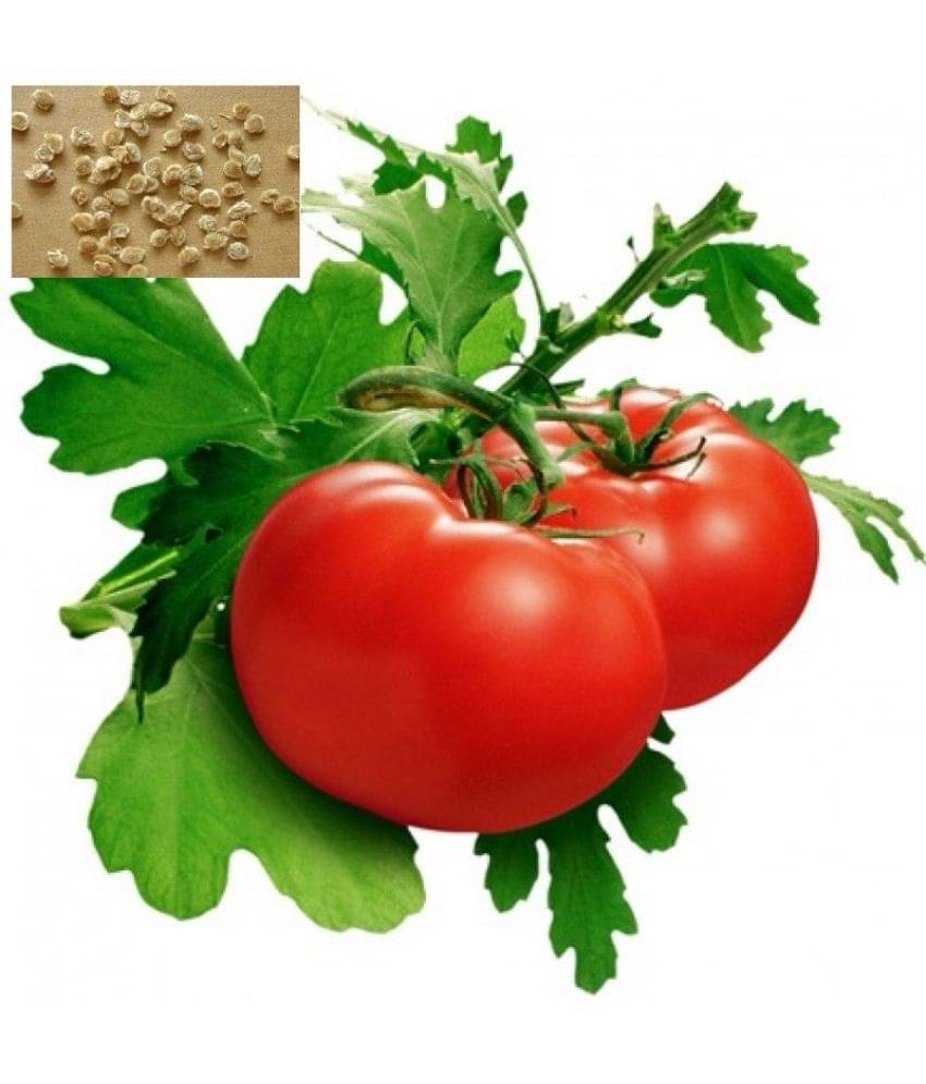     			Cherry Tomato SeedÃÂ ÃÂ (50 per packet)