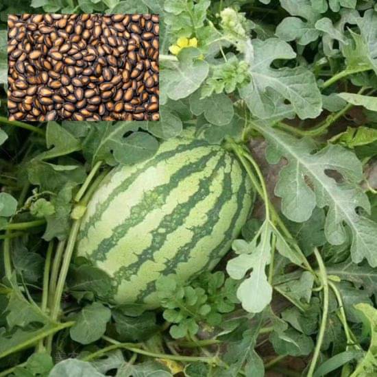     			Seeds Watermelon F1 Hybrid Green -10 Seeds