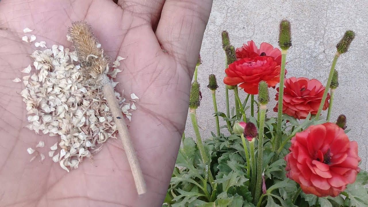 Ranunculus Asiaticus Flower Seeds | Hybrid Seeds