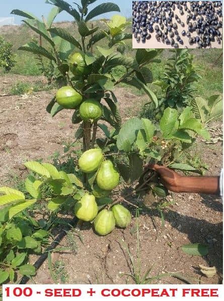 Giant Thailand Guava Fruit Seeds Pack of 100 seeds with (100gm cocopeat)