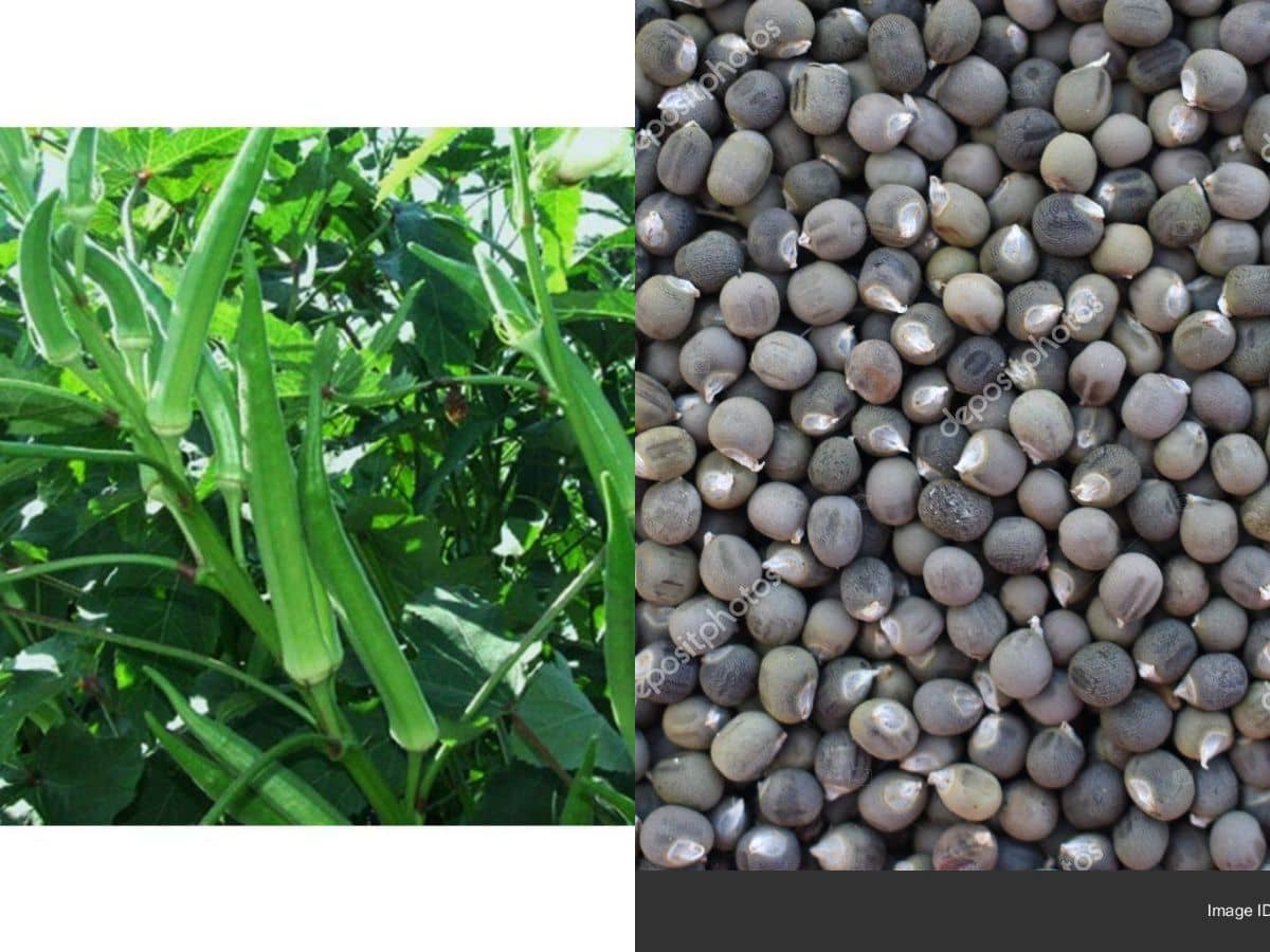 Lady Finger or Bhindi Hybrid ( 50 Seeds) for Terrace Kitchen Balcony Gardening