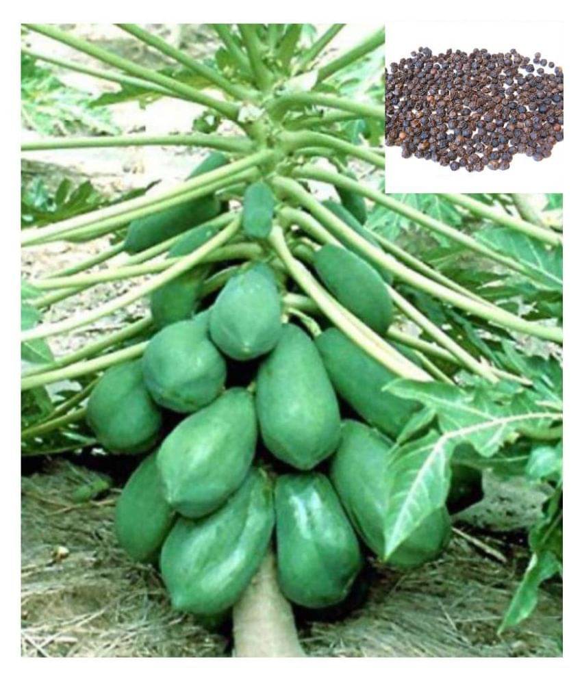 Dwarf Papaya F1 Hybrid Fruit Seeds 50 Seeds Dwarf Papaya F1 Hybrid Fruit Seeds 50 Seeds