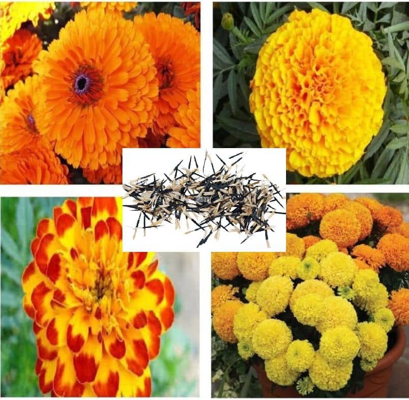 MS. Marigold Seeds MIX 30 seeds