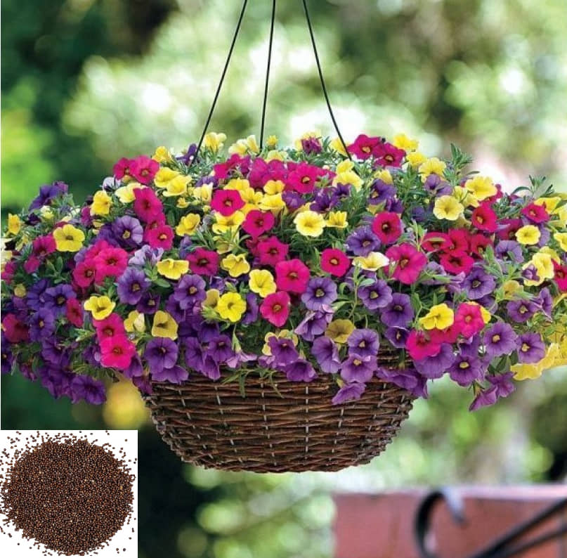 Petunia Dwarf Mix Home Plant ( 50 seeds + soil free ) For Pot Gardening (Garden Flower Seeds) Garden Plant Seeds