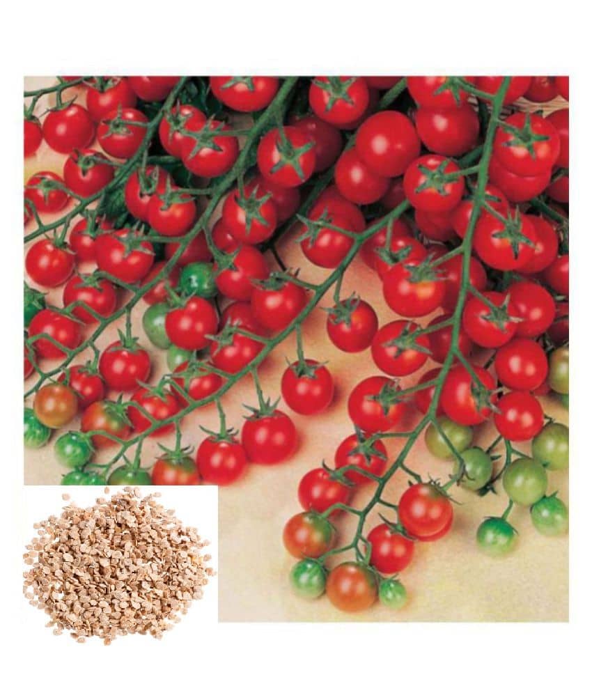 Cherry Tomato High Germination Seeds - Pack Of 50 Hybrid Seeds