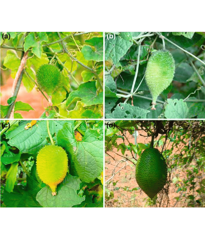 Kantola seed - ( 20 seed ) spiny gourd - Momordica dioica - teasle gourd Seed Kantola seed - ( 20 seed ) spiny gourd - Momordica dioica - teasle gourd Seed