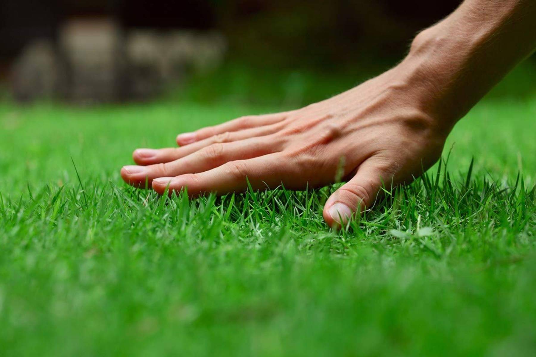 SMALL GRASS Nederland best Quality Premium Seeds for home, garden, plants, balcony, kitchen & Farm House Pack of 200 seeds SMALL GRASS Nederland best Quality Premium Seeds for home, garden, plants, balcony, kitchen & Farm House Pack of 200 seeds