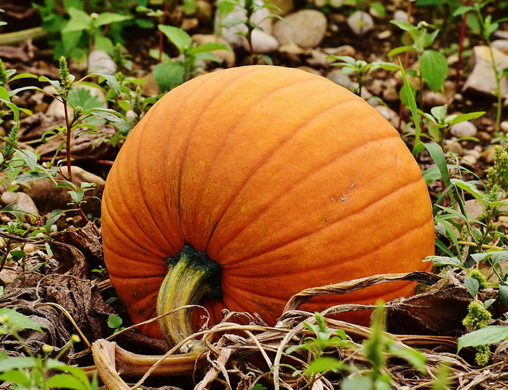     			BIG MAX PUMPKIN - ORGANIC - HEIRLOOM VEGETABLE - 10 SEEDS