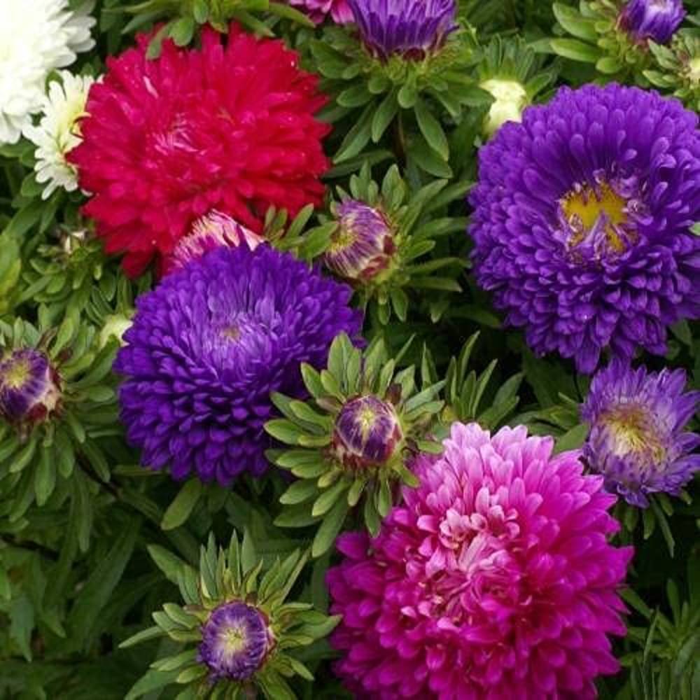     			Aster ‘Mix’ F1 Hybrid Flower Seeds for Summer Season Pack 50 Seeds Packet