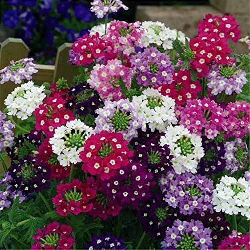 Leafy Tales Verbena- Flower Seeds for Balcony Gardening, 50 seeds