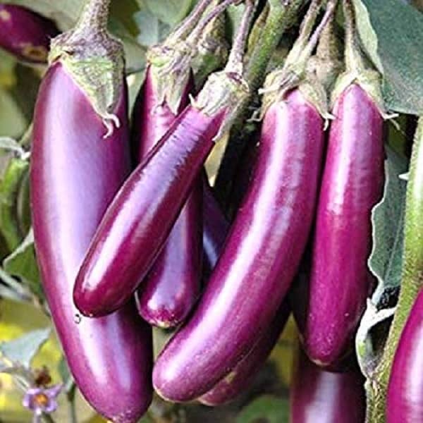 Brinjal Purple Long F-1 Hybrid Seeds for High Germination Vegetables Seeds - Pack of 50
