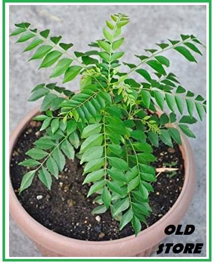     			CURRY LEAFT MITHI NEEM KADHI PATTA 20+ SEDS PACK WITH USER MANUAL AND FREE COCOPEAT FOR HOME KITCHEN GARDENING USE