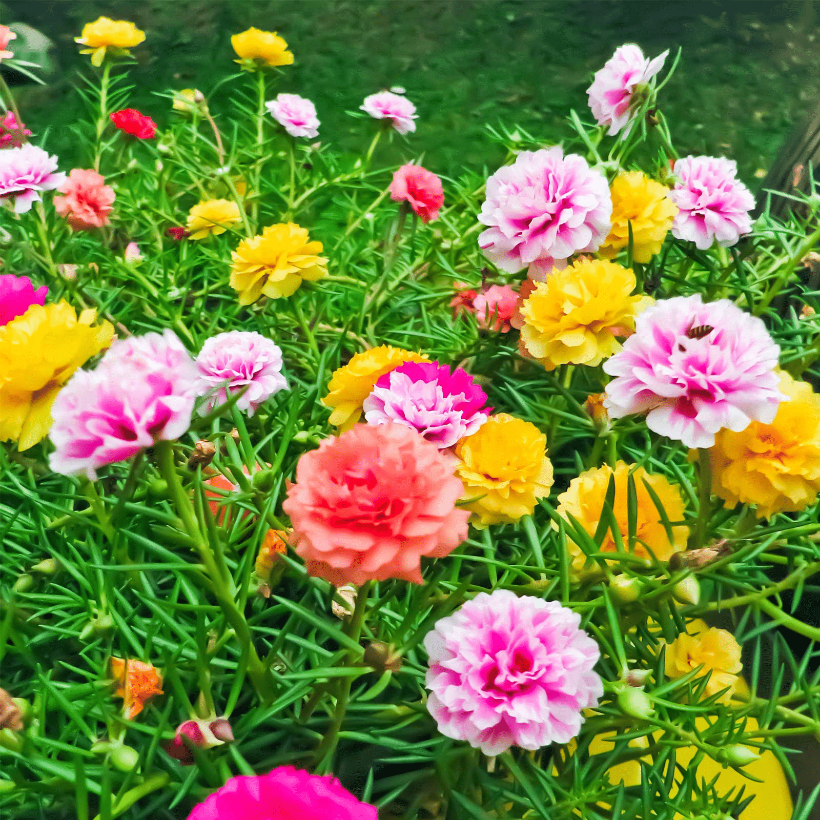 Portulaca Grandiflora Double Mix Flower Seeds - Pack of 30 Seeds Portulaca Grandiflora Double Mix Flower Seeds - Pack of 30 Seeds