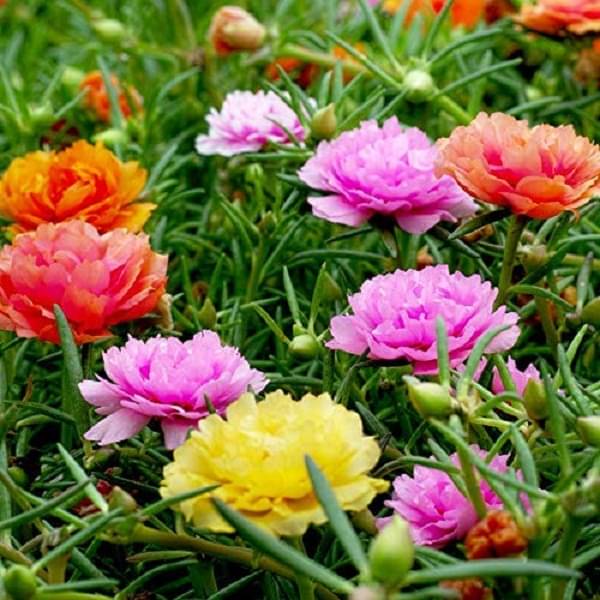     			Portulaca mixed flower seeds (30 seeds)