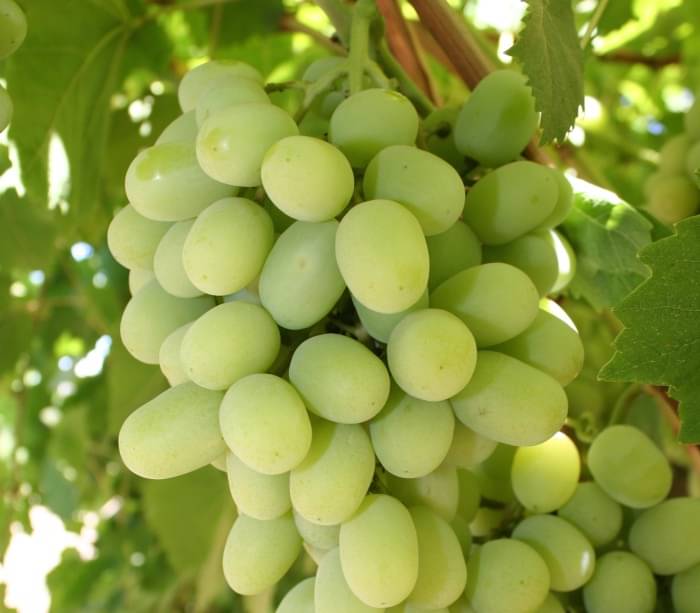     			STOEFLIX GREEN Grapes Seed (20 per packet) WITH FREE COCOPEAT SOIL AND USER MANUAL