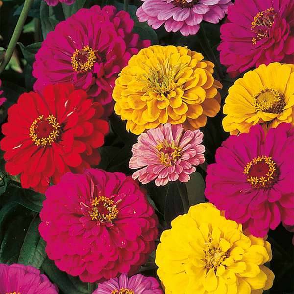 STOREFLIX 10 COLORS MIX DAHLIA FLOWER SEEDS Seed (50 per packet) WITH FREE COCOPEAT SOIL AND USER MANUAL STOREFLIX 10 COLORS MIX DAHLIA FLOWER SEEDS Seed (50 per packet) WITH FREE COCOPEAT SOIL AND USER MANUAL