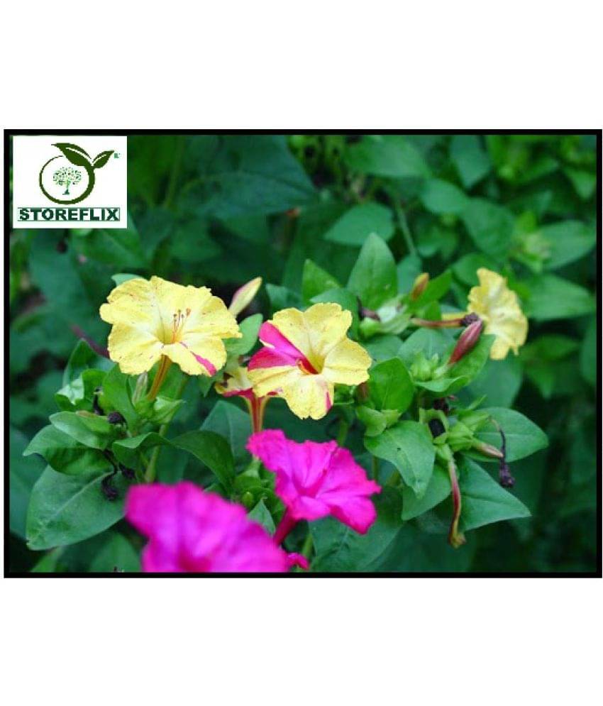     			STOREFLIX 4 o clock FLOWER MIX VARIETY Seed (30 per packet)WITH FREE COCOPEAT SOIL AND USER MANUAL