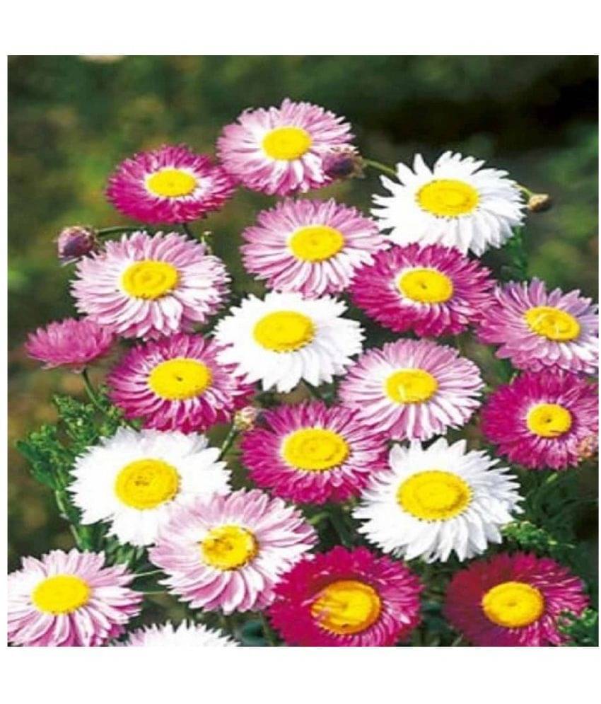     			STOREFLIX ACROLINIUM FLOWER PLANT Seed (30 per packet) WITH FREE COCOPEAT SOIL AND USER MANUAL