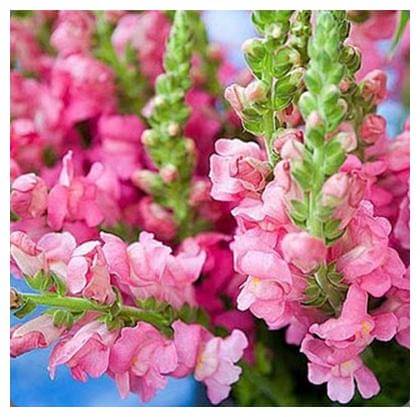     			STOREFLIX Anthrinimum DOG FLOWER MIX VARIETY FLOWER Seed (30 per packet) WITH FREE COCOPEAT SOIL AND USER MANUAL