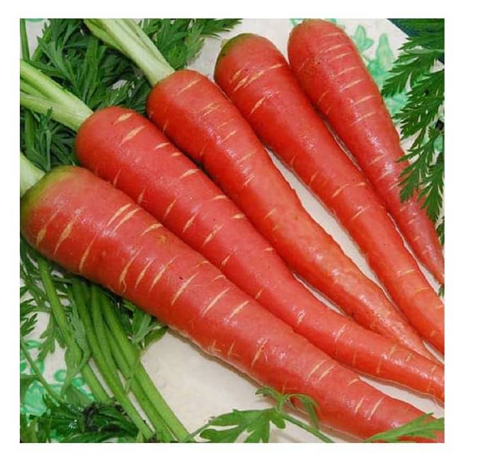     			STOREFLIX CARROT RED Seed (200 per packet) WITH USER MANUAL