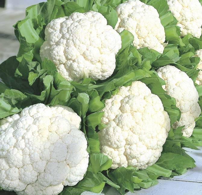     			STOREFLIX CAULIFLOWER PHOOLGOBHI VEGETABLE Seed (100 per packet) WITH INSTRUCTION MANUAL