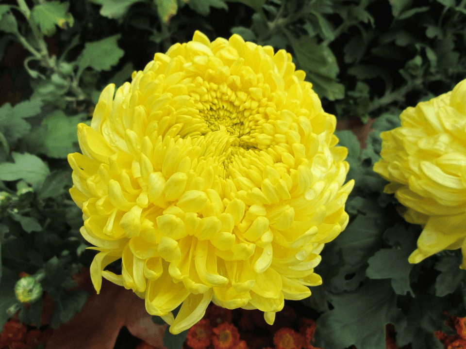     			STOREFLIX CHRYSANTHEMUM YELOW FLOWER PHOOL Seed (30 per packet) WITH FREE COCOPEAT SOIL AND USER MANUAL
