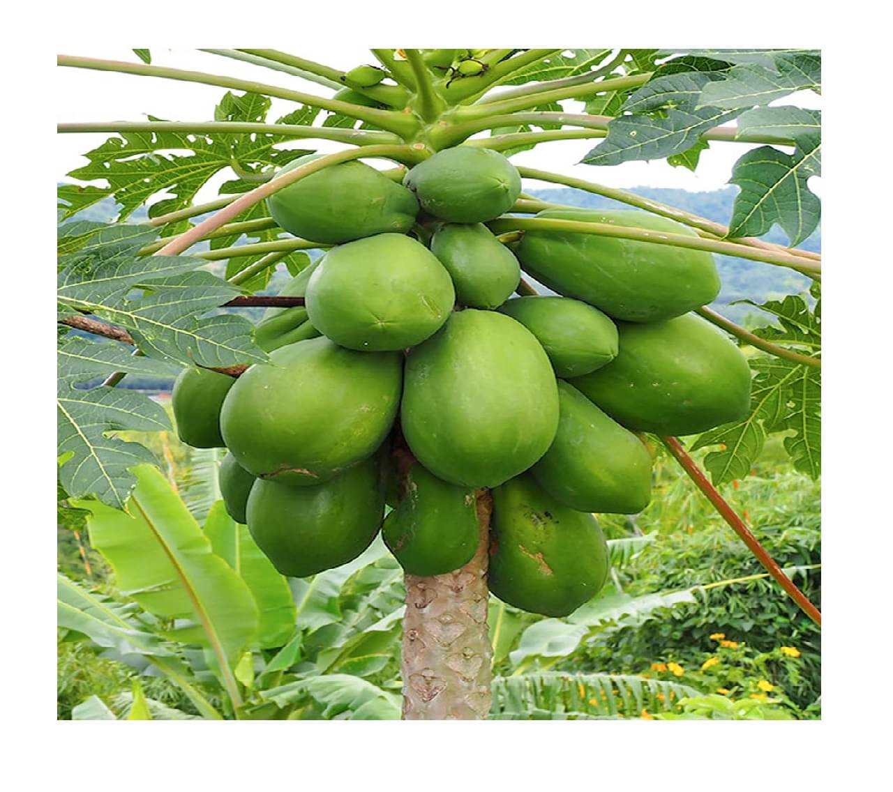     			STOREFLIX DESI PAPAYA Seed (50 per packet) WITH USER MANUAL