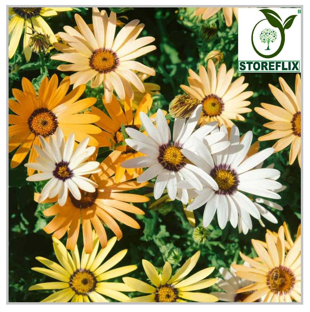    			STOREFLIX DIAMORPHOTHICA COLOR MIX VARIETY FLOWER Seed (20 per packet) WITH FREE COCOPEAT SOIL AND USER MANUAL