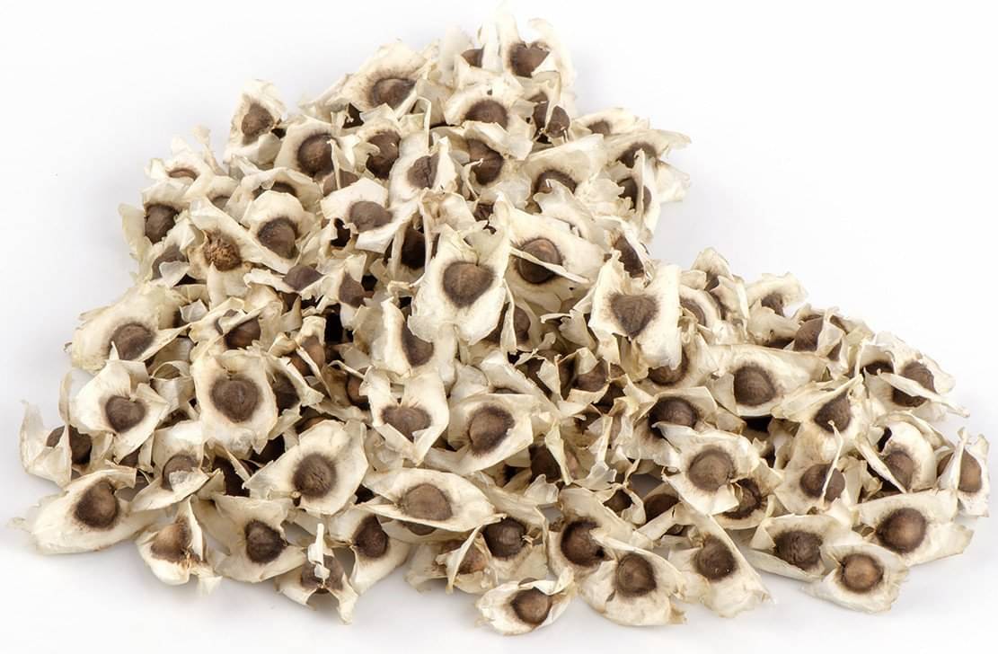 STOREFLIX DRUM STICK SAHJAN MORINGA DRUM STICK Seed 100 per packet WITH USER MANUAL STOREFLIX DRUM STICK SAHJAN MORINGA DRUM STICK Seed 100 per packet WITH USER MANUAL