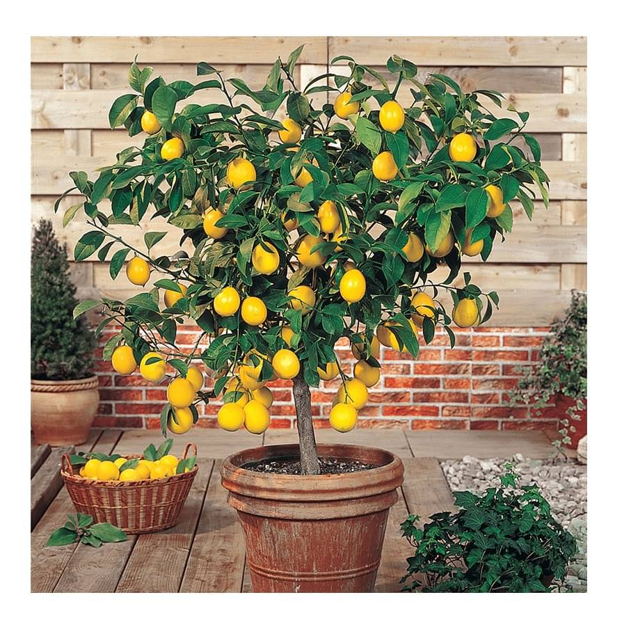 STOREFLIX DWARF LEMON FRUIT Seed (20 per packet) WITH USER MANUAL STOREFLIX DWARF LEMON FRUIT Seed (20 per packet) WITH USER MANUAL
