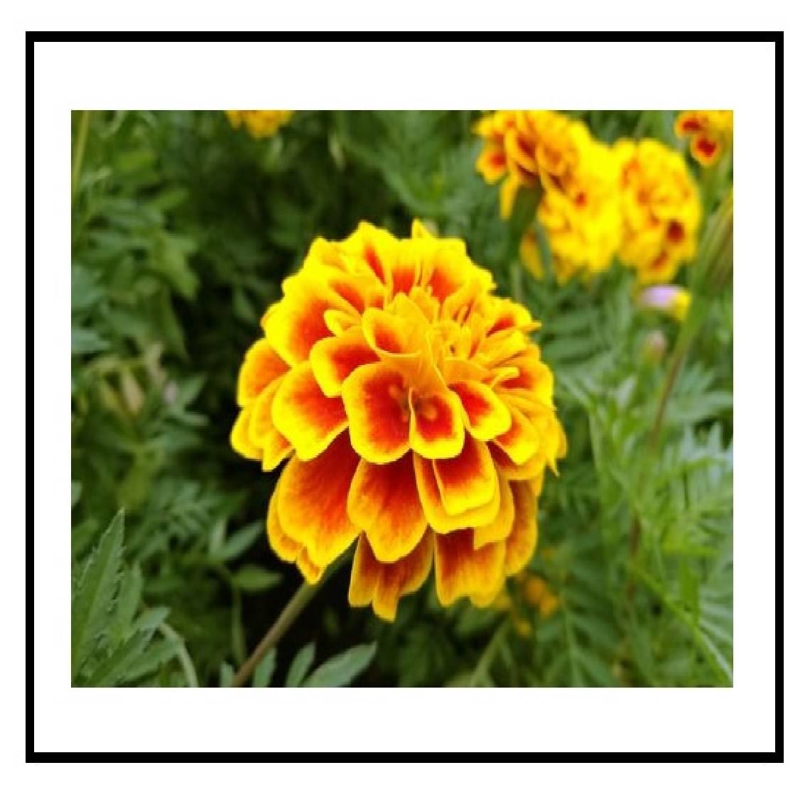 STOREFLIX FRENCH MARIEGOLD RED FLOWER Seed (100 per packet) WITH FREE COCOPEAT SOIL AND USER MANUAL     			STOREFLIX FRENCH MARIEGOLD RED FLOWER Seed (100 per packet) WITH FREE COCOPEAT SOIL AND USER MANUAL