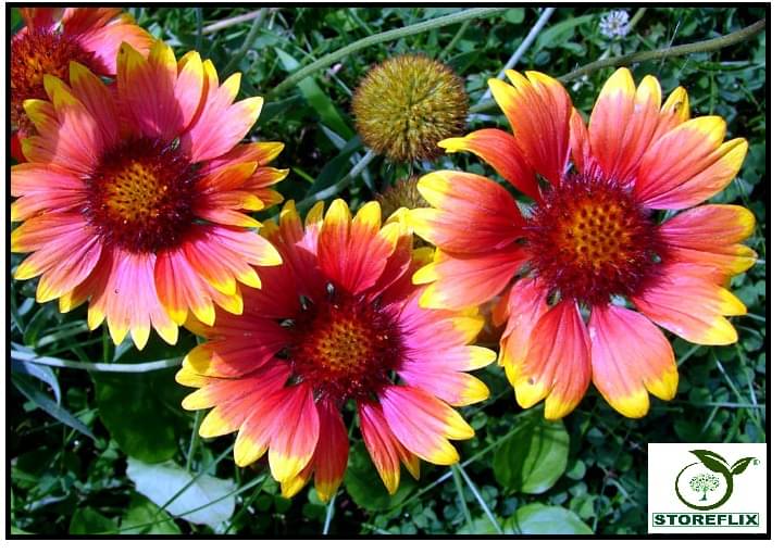     			STOREFLIX GAILLARDIA MIX VARIETY FLOWER Seed (30 per packet) WITH FREE COCOPEAT SOIL AND USER MANUAL