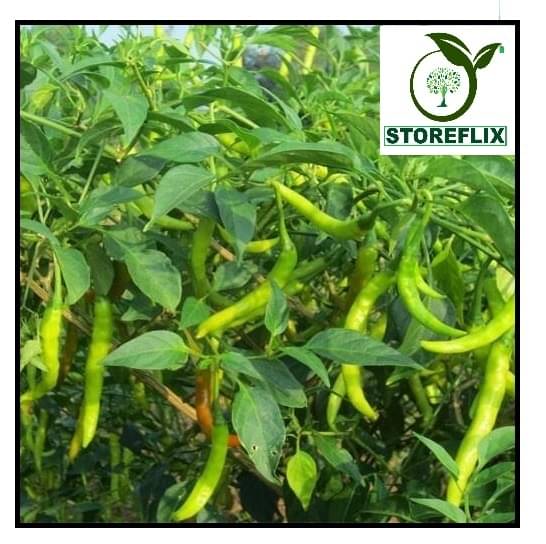     			STOREFLIX GREEN CHILLI Seed (50 per packet) WITH USER MANUAL