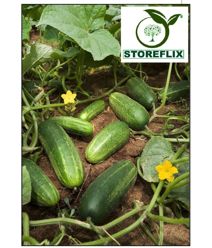     			STOREFLIX KHIRA CUCUMBER Seed (40 per packet) WITH USER MANUAL