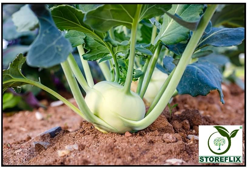     			STOREFLIX KNOLKHOL GAANTH GOBHI Seed (100 per packet) WITH USER MANUAL