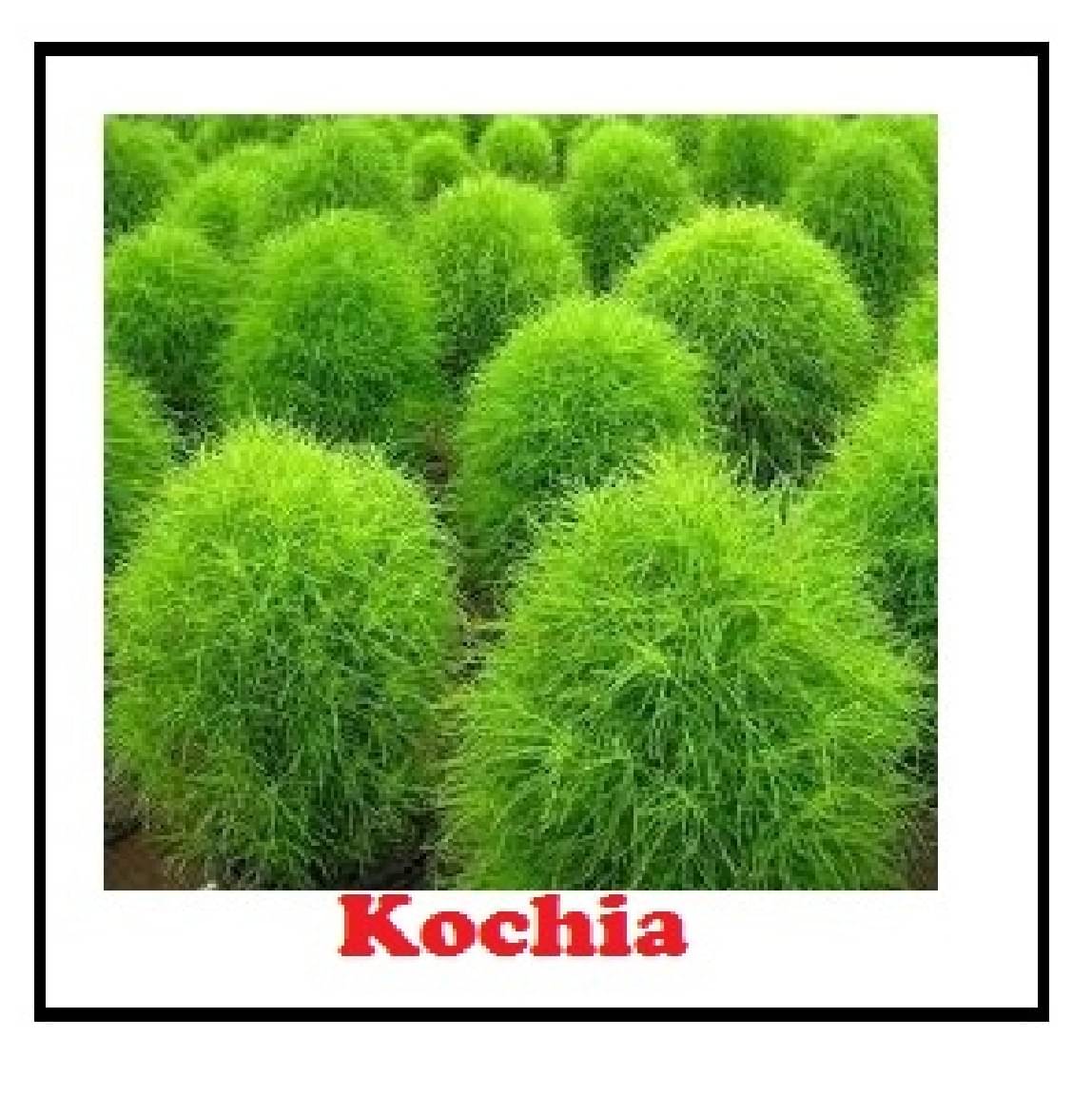     			STOREFLIX KOCHIA GREEN BALL GRASS FLOWER PLANT Seed (40 per packet) WITH FREE COCOPEAT SOIL AND USER MANUAL