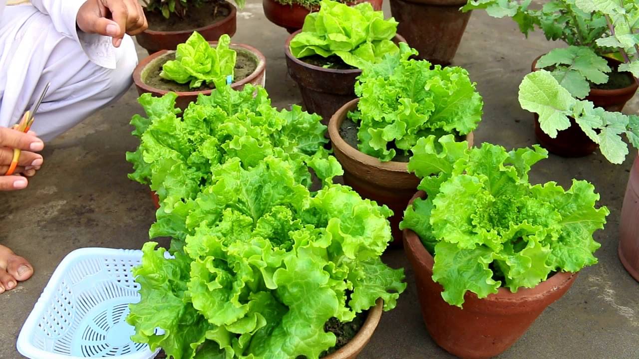     			STOREFLIX LETTUCE GREEN SALAD PATTA VEGETABLE Seed (100 per packet) WITH USER MANUAL