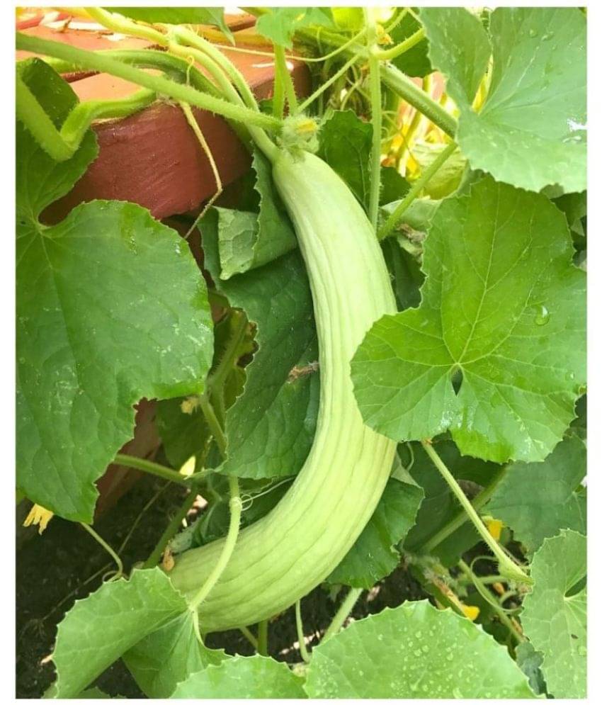 STOREFLIX LONG MELON KAKRI Seed (50 per packet) WITH USER MANUAL STOREFLIX LONG MELON KAKRI Seed (50 per packet) WITH USER MANUAL
