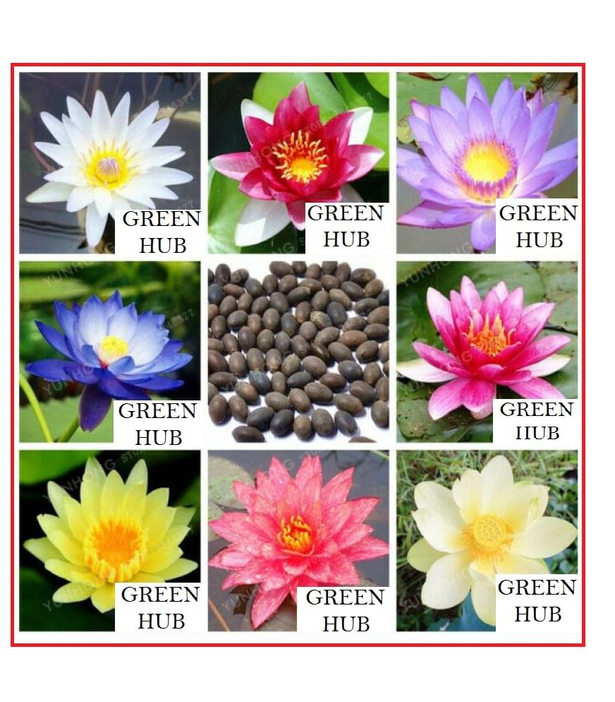 STOREFLIX LOTUS MIX COLOR APPROX 5 COLORS MIX Seed (20 per packet) WITH USER MANUAL STOREFLIX LOTUS MIX COLOR APPROX 5 COLORS MIX Seed (20 per packet) WITH USER MANUAL