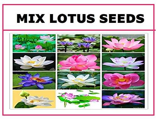 STOREFLIX MIX COLOR LOTUS KAMAL FLOWER Seed (20 per packet) WITH USER MANUAL STOREFLIX MIX COLOR LOTUS KAMAL FLOWER Seed (20 per packet) WITH USER MANUAL