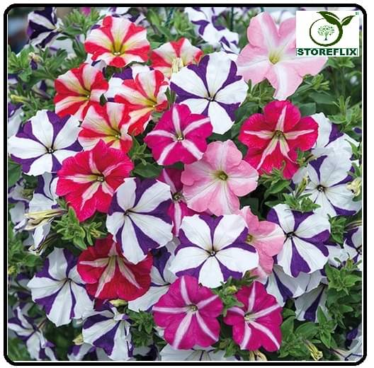 STOREFLIX Petunia Double Cascade F1 Mix Seed (50 per packet) WITH FREE COCOPEAT SOIL AND USER MANUAL STOREFLIX Petunia Double Cascade F1 Mix Seed (50 per packet) WITH FREE COCOPEAT SOIL AND USER MANUAL