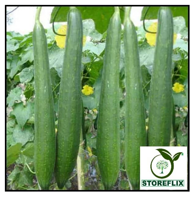     			STOREFLIX SATPUTIYA SPOUNGE GORD VEGETABLE PLANT Seed (20 per packet) WITH USER MANUAL