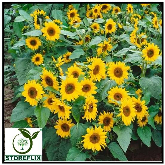 STOREFLIX SUNFLOWER MEDIUM SURAJMUKHI Seed (50 per packet) WITH FREE COCOPEAT SOIL AND USER MANUAL STOREFLIX SUNFLOWER MEDIUM SURAJMUKHI Seed (50 per packet) WITH FREE COCOPEAT SOIL AND USER MANUAL