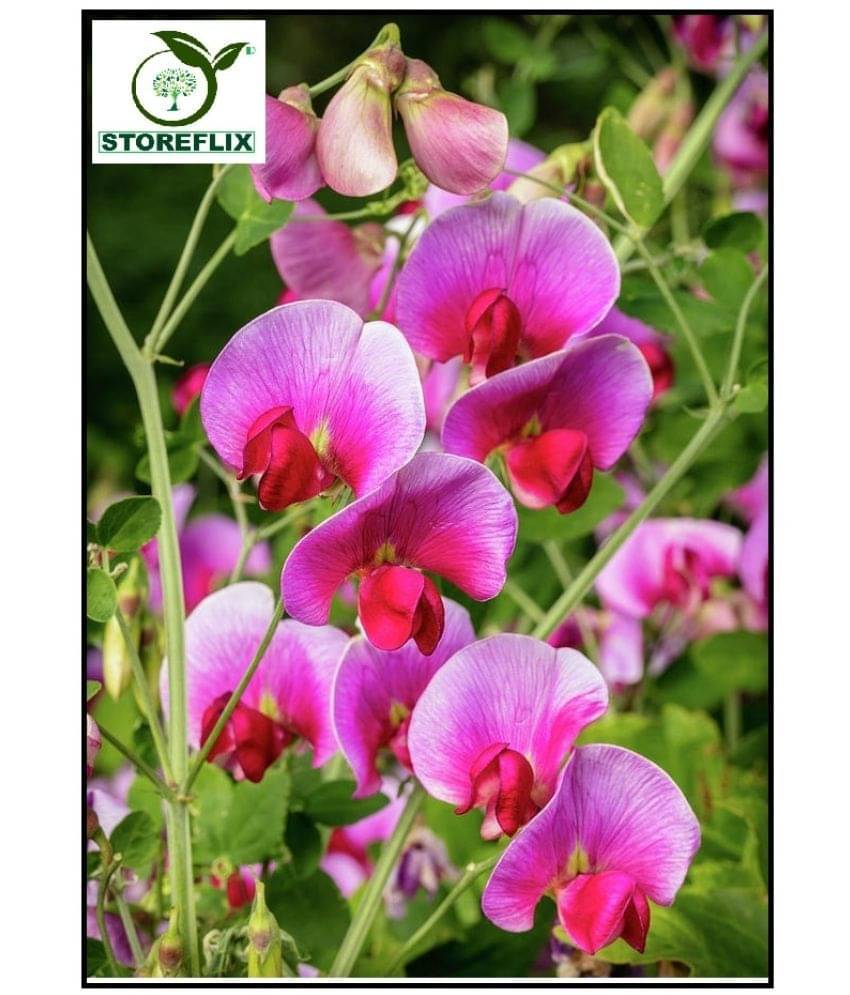 STOREFLIX SWEET PEA COLOR MIX VARIETY Seed (20 per packet) WITH FREE COCOPEAT SOIL AND USER MANUAL STOREFLIX SWEET PEA COLOR MIX VARIETY Seed (20 per packet) WITH FREE COCOPEAT SOIL AND USER MANUAL