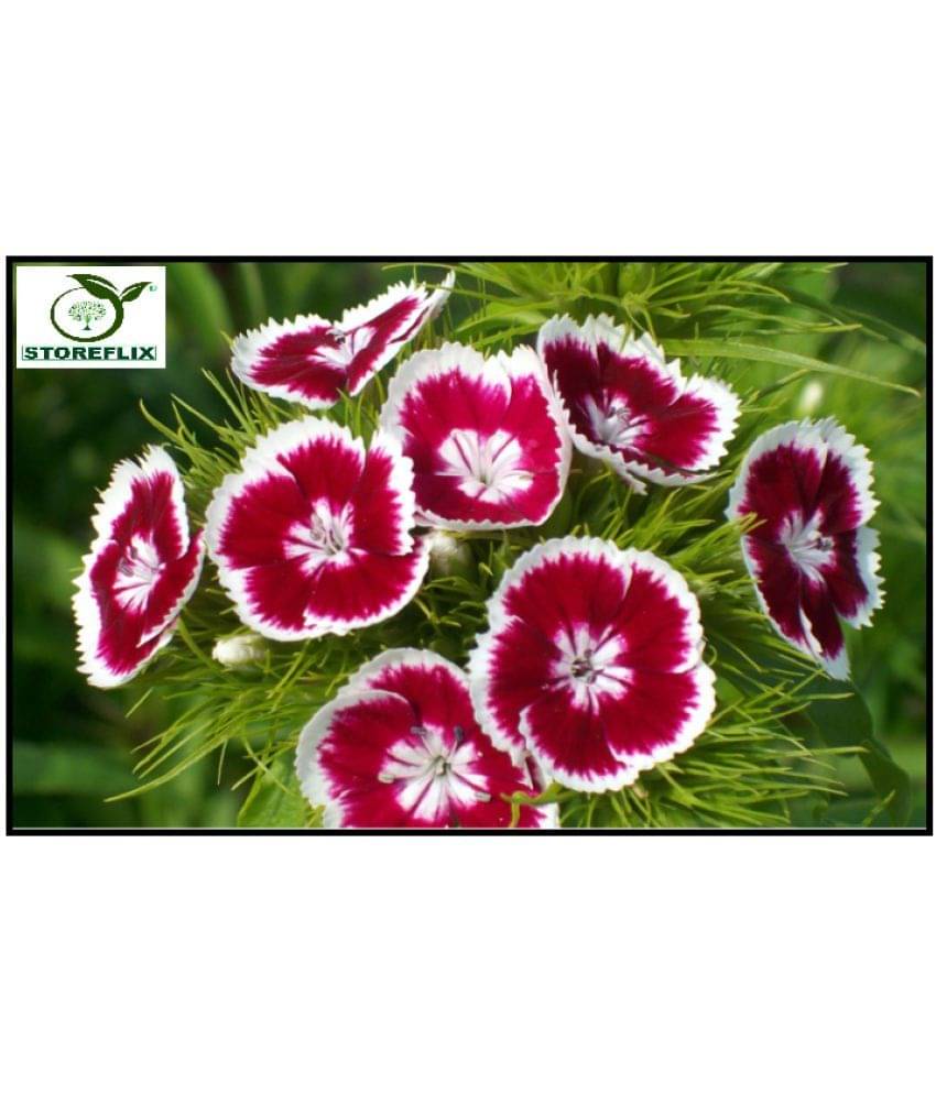 STOREFLIX Sweet WilliaM MIX VARIETY FLOWER Seed (50 per packet) WITH FREE COCOPEAT SOIL AND USER MANUAL STOREFLIX Sweet WilliaM MIX VARIETY FLOWER Seed (50 per packet) WITH FREE COCOPEAT SOIL AND USER MANUAL