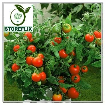 STOREFLIX TOMATO VEGETABLE PLANT Seed (100 per packet) WITH USER MANUAL     			STOREFLIX TOMATO VEGETABLE PLANT Seed (100 per packet) WITH USER MANUAL