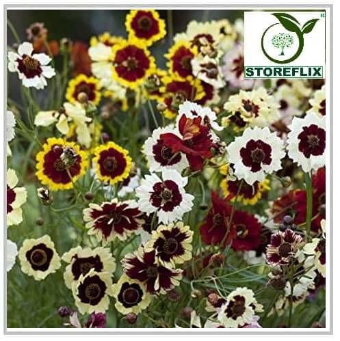STOREFLIX coreopsis FLOWER MIX VARIETY Seed (50 per packet) WITH FREE COCOPEAT SOIL AND USER MANUAL     			STOREFLIX coreopsis FLOWER MIX VARIETY Seed (50 per packet) WITH FREE COCOPEAT SOIL AND USER MANUAL