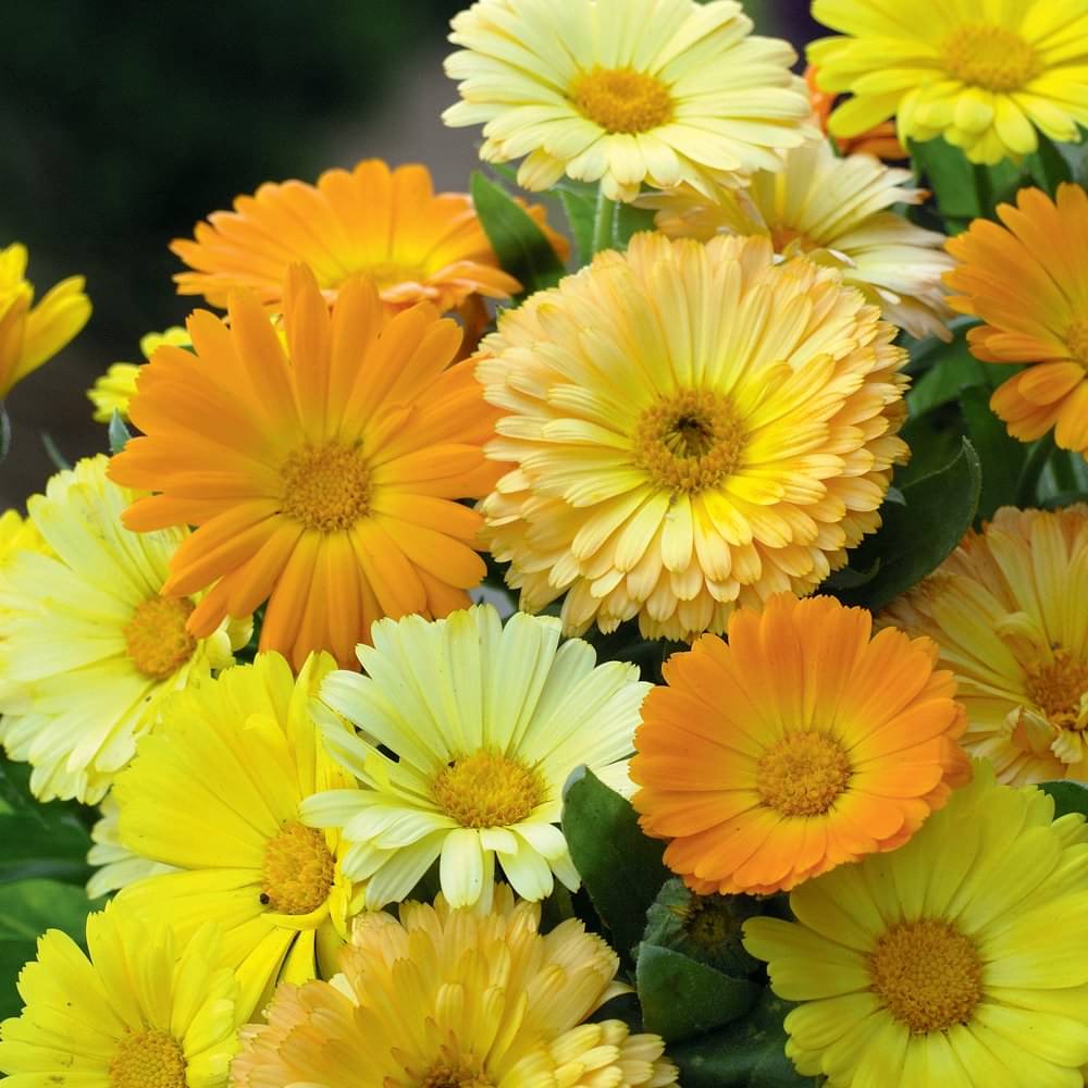     			Calendula Flower Seeds F1 Hybrid Summer Flower Seeds for Home Gardening Pack of 50 Seeds Packet